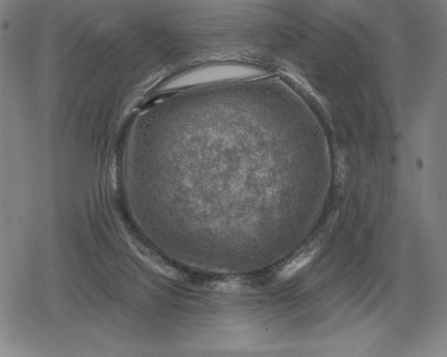 X0000079280068200612081803