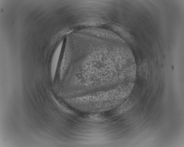 X0000079280070200612081803