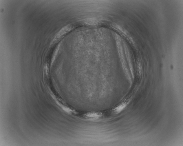 X0000079280117200612081803