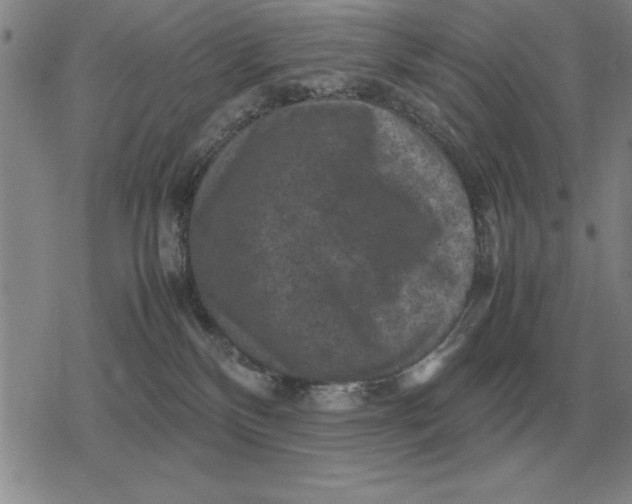 X0000079280136200612081802