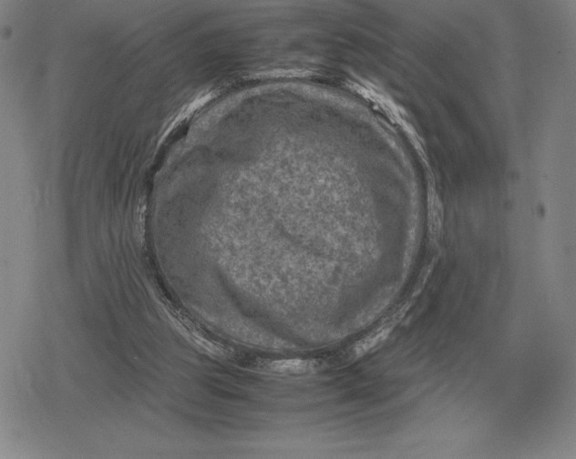 X0000079280153200612081802