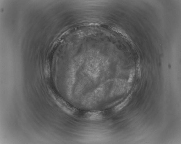 X0000079280170200612081802