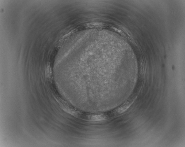 X0000079280173200612081802