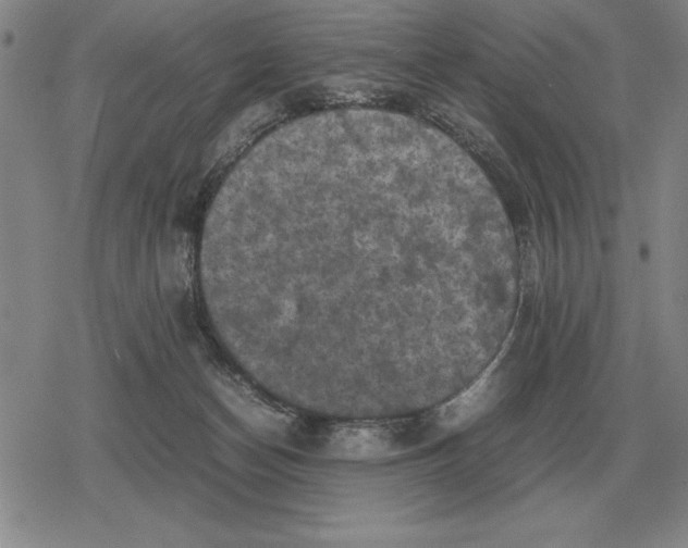 X0000079280174200612081802