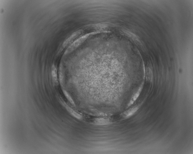 X0000079280238200612081801