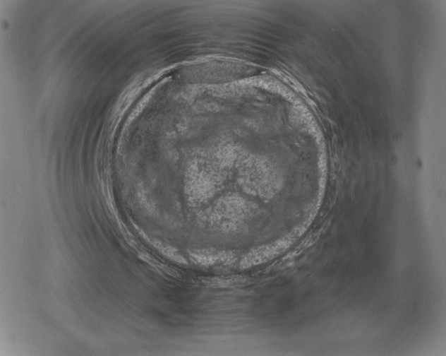 X0000079280241200612081800