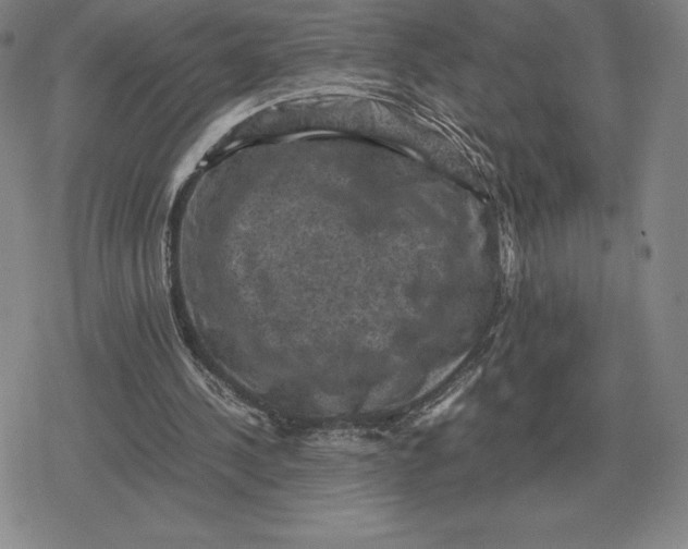 X0000079280244200612081800