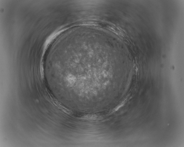 X0000079280294200612081800