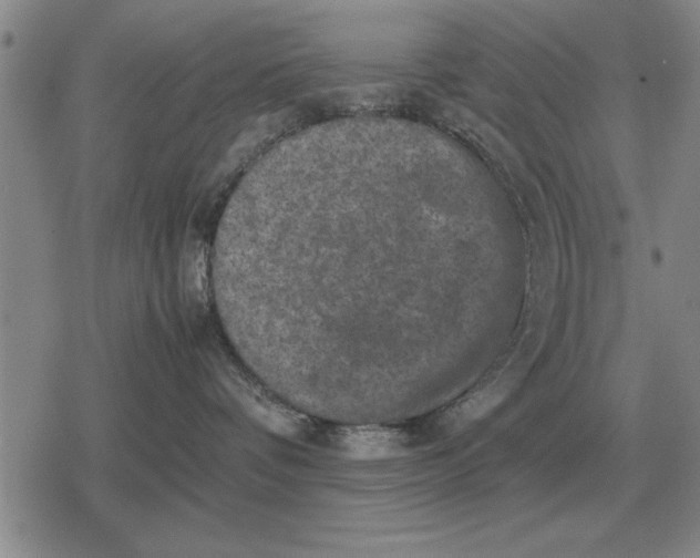 X0000079280336200612081759