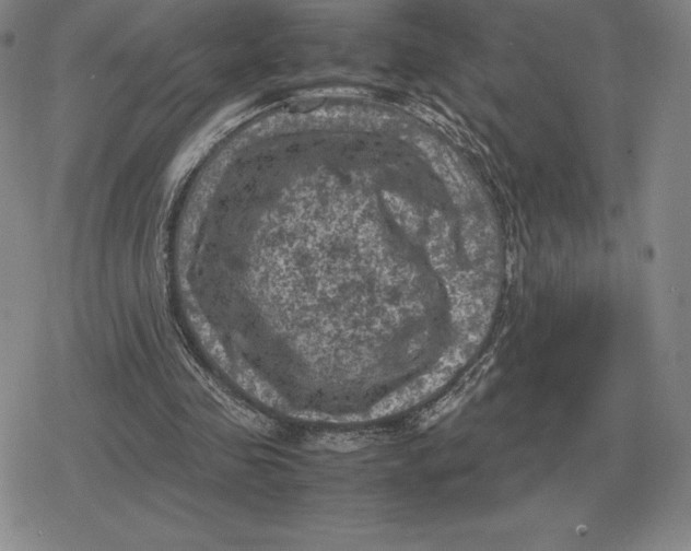 X0000079280341200612081758