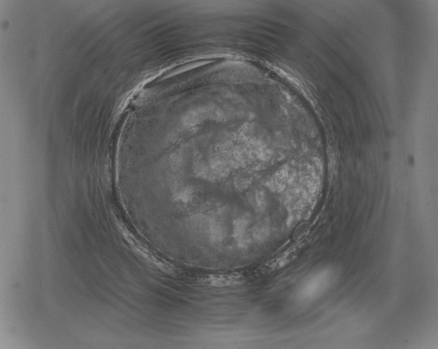 X0000079280345200612081759