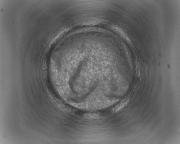 X0000079280354200612081759