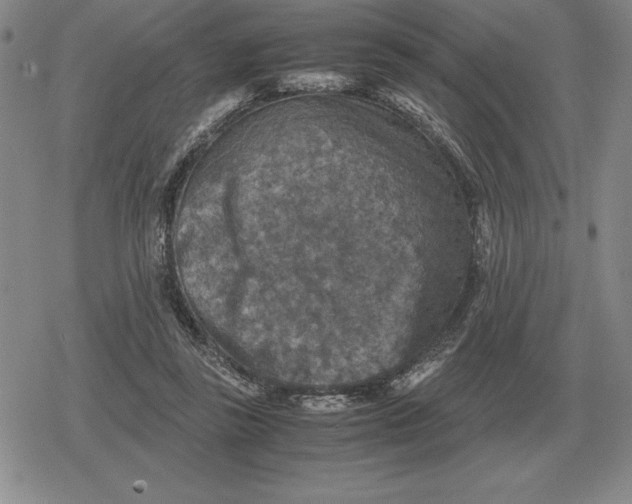 X0000079280355200612081759