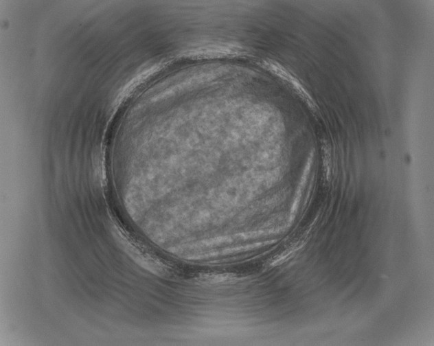 X0000079280582200612081755