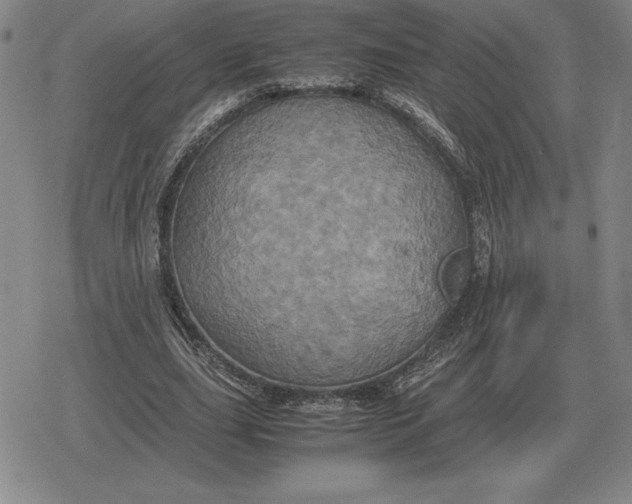 X0000079280631200612081754