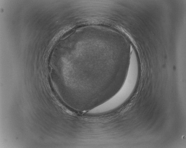 X0000079280673200612081754