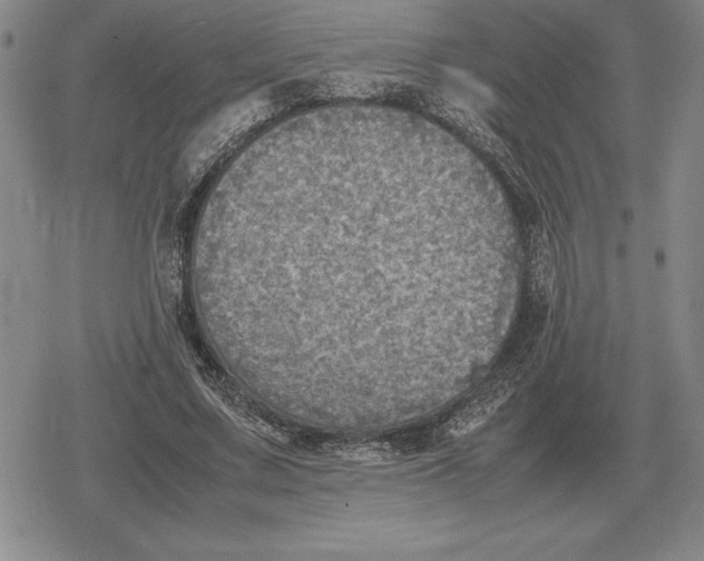 X0000079280683200612081754