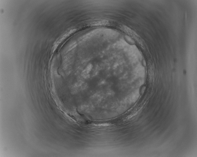 X0000079280721200612081752