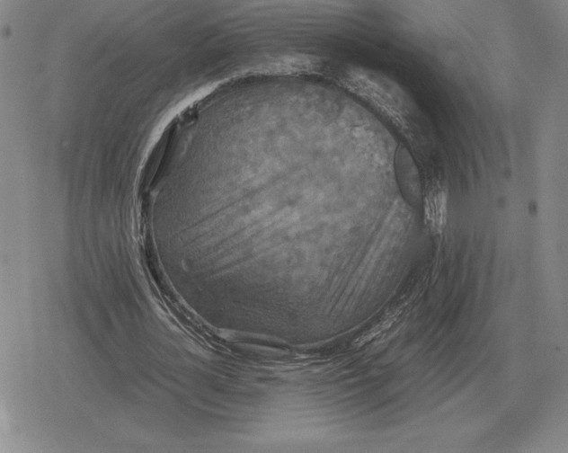 X0000079280724200612081752