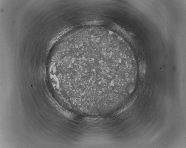 X0000079280725200612081752