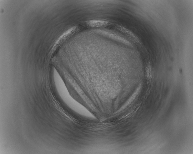 X0000079280733200612081752