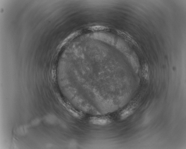 X0000079280763200612081753