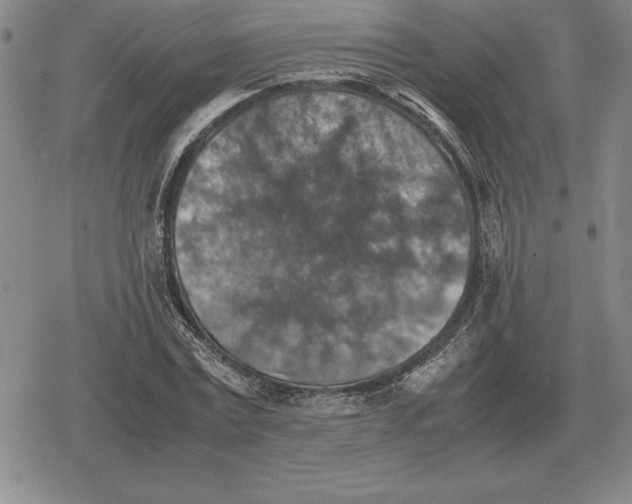 X0000079280779200612081752