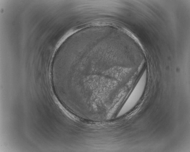 X0000079280803200612081752