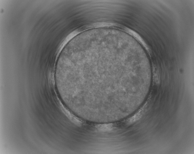 X0000079280810200612081751