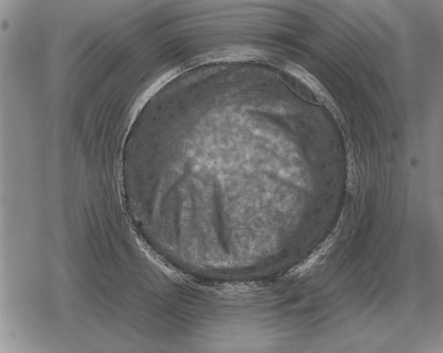 X0000079280850200612081751