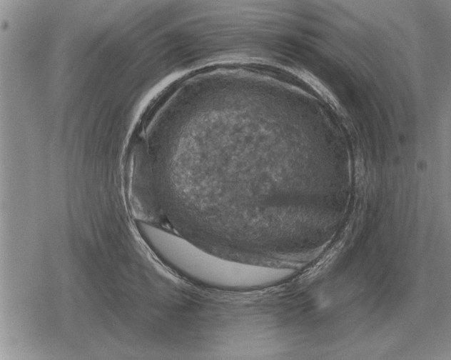 X0000079280854200612081751