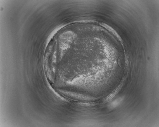 X0000079280855200612081751