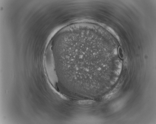 X0000079280863200612081751