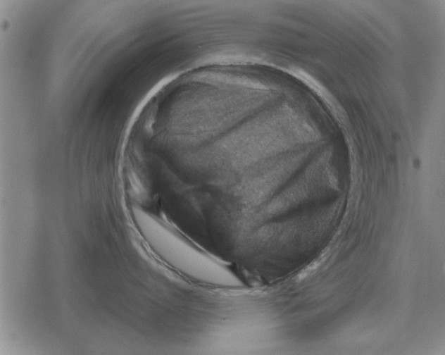 X0000079280864200612081751