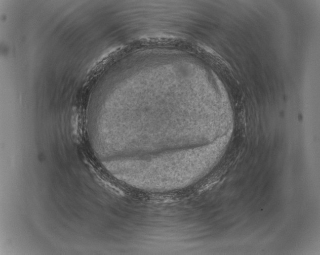 X0000079280870200612081750