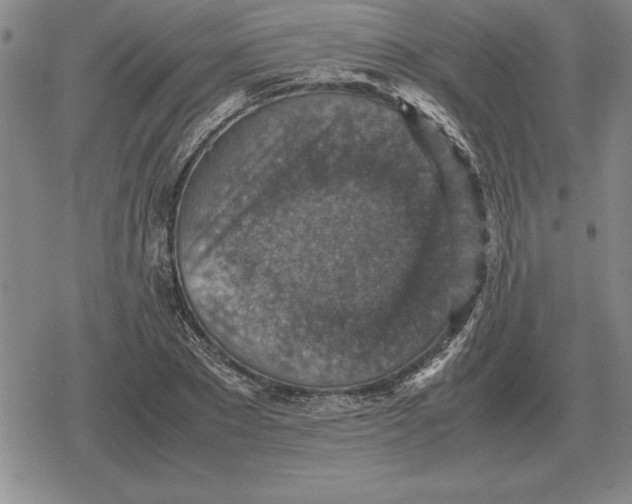 X0000079280881200612081750