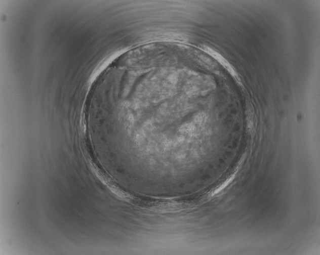 X0000079280885200612081750