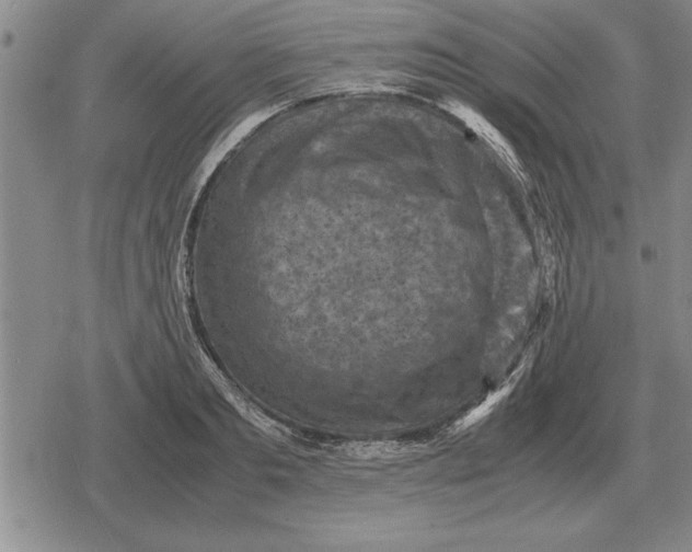 X0000079280893200612081750