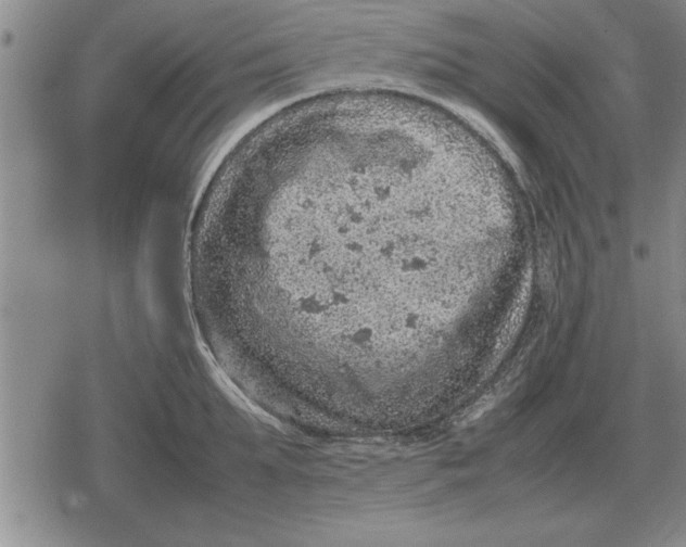 X0000079280903200612081750