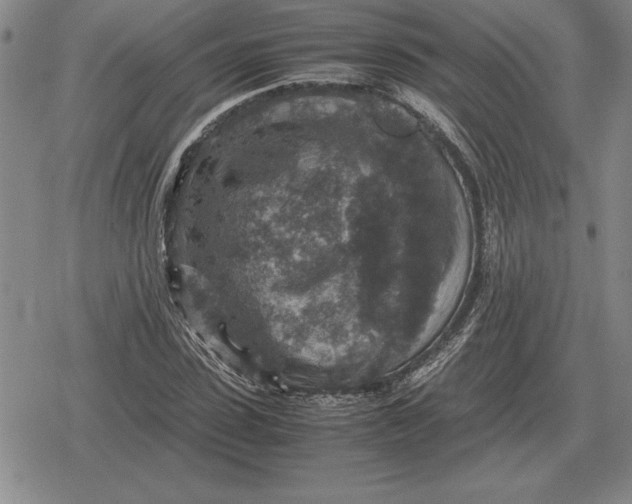 X0000079280923200612081749