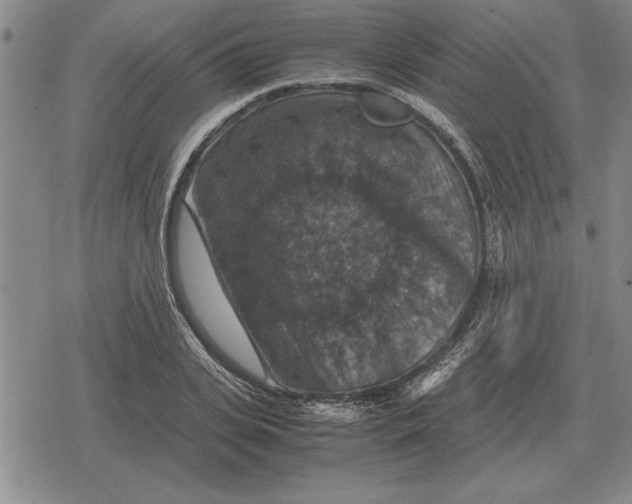 X0000079280935200612081749