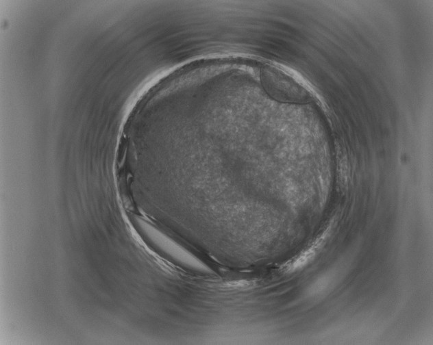 X0000079280943200612081750