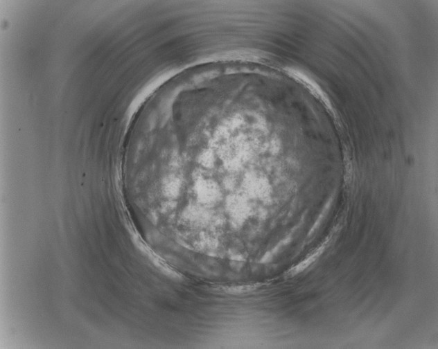 X0000079280952200612081750