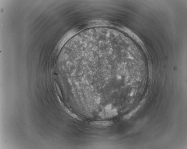 X0000079280953200612081750