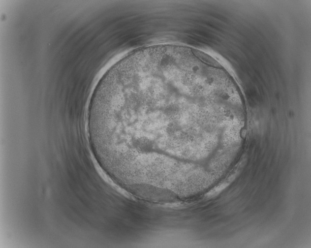 X0000079280957200612081750