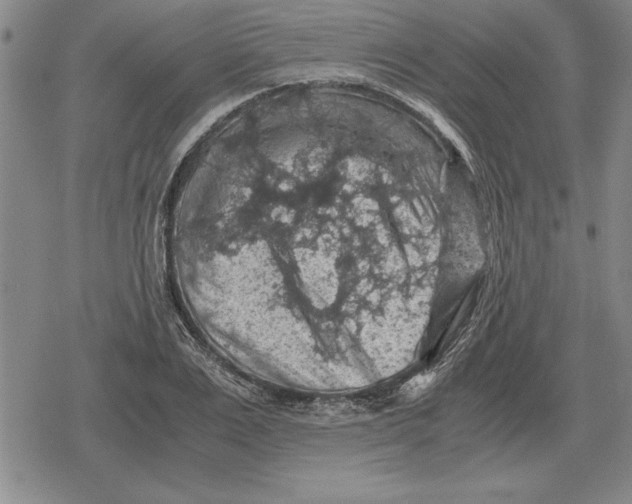 X0000079280983200612081749