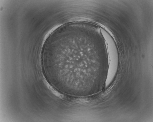 X0000079280995200612081748