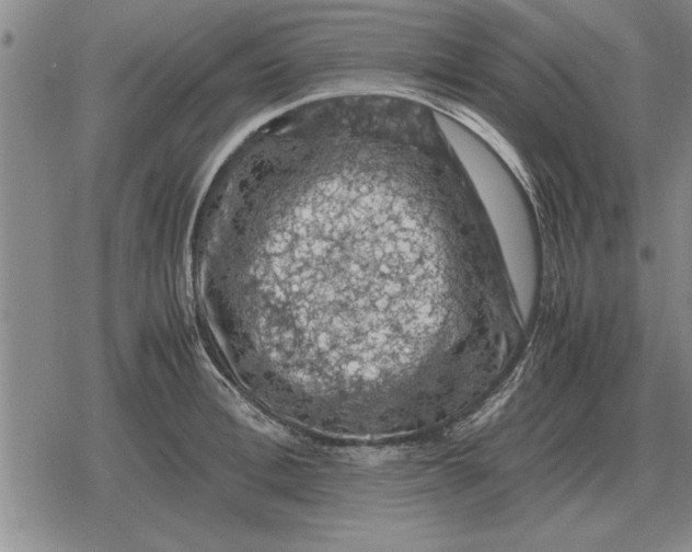 X0000079280996200612081748