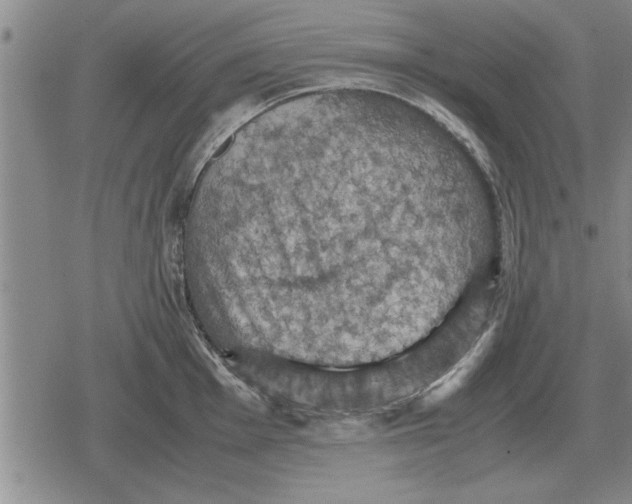 X0000079281001200612081748