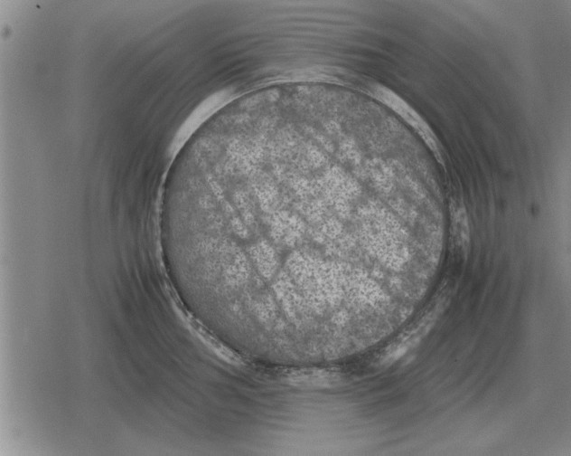 X0000079281002200612081748